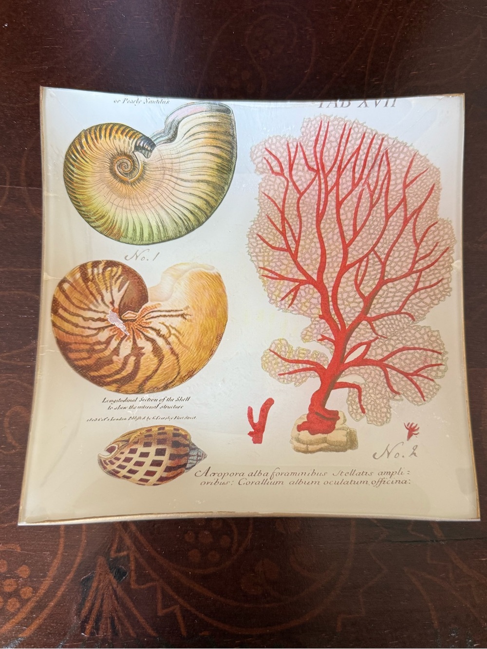 Nautical Shell & Coral Decorative Glass Tray by Michel Design work